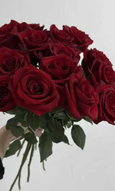 Бардовые розы