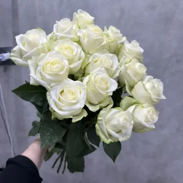Белые розы