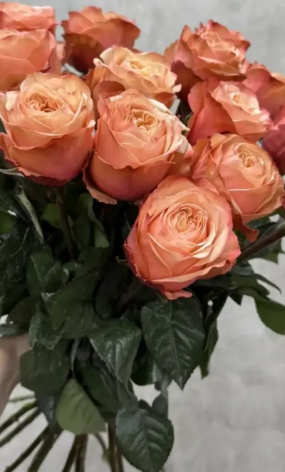 Персиковые розы