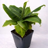 Цветок в горшке &laquo;Банан&raquo; 0