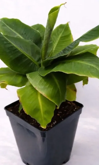 Цветок в горшке «Банан»