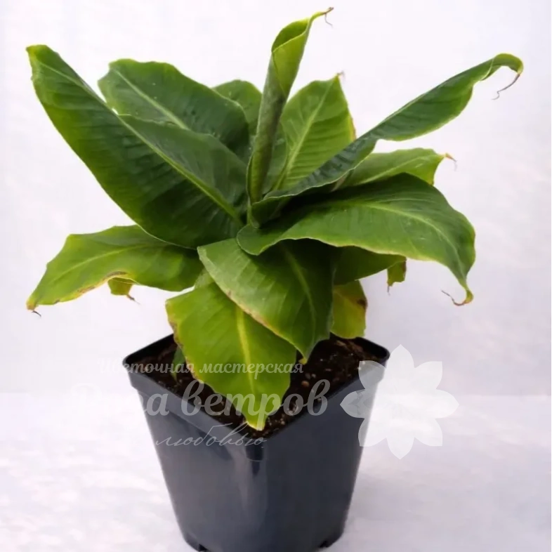 Цветок в горшке &laquo;Банан&raquo;