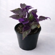 Горшечное растение &laquo;Гинура&raquo; 0