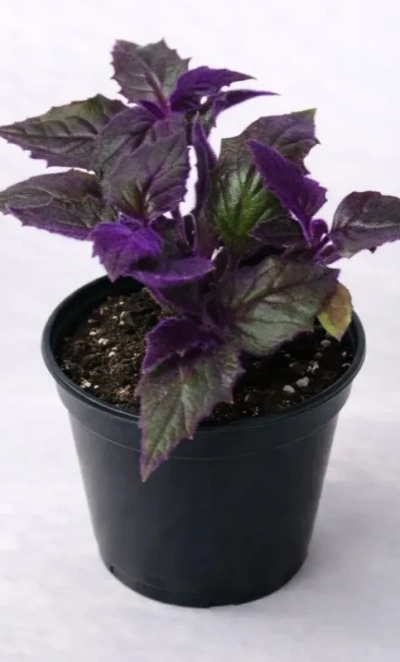 Горшечное растение «Гинура»