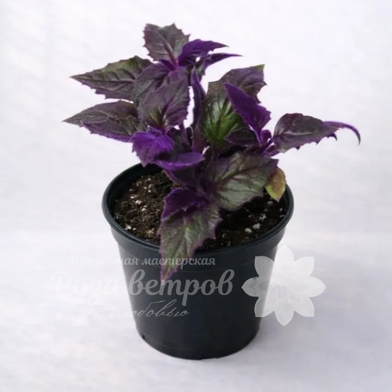 Горшечное растение &laquo;Гинура&raquo;