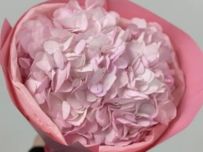 Розовая Зефирка