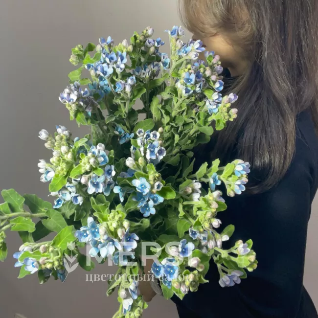 Оксипеталум