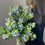 Оксипеталум