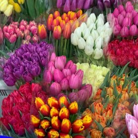 Тюльпаны оптом!  от интернет-магазина «Мир цветов» в Новом Уренгое