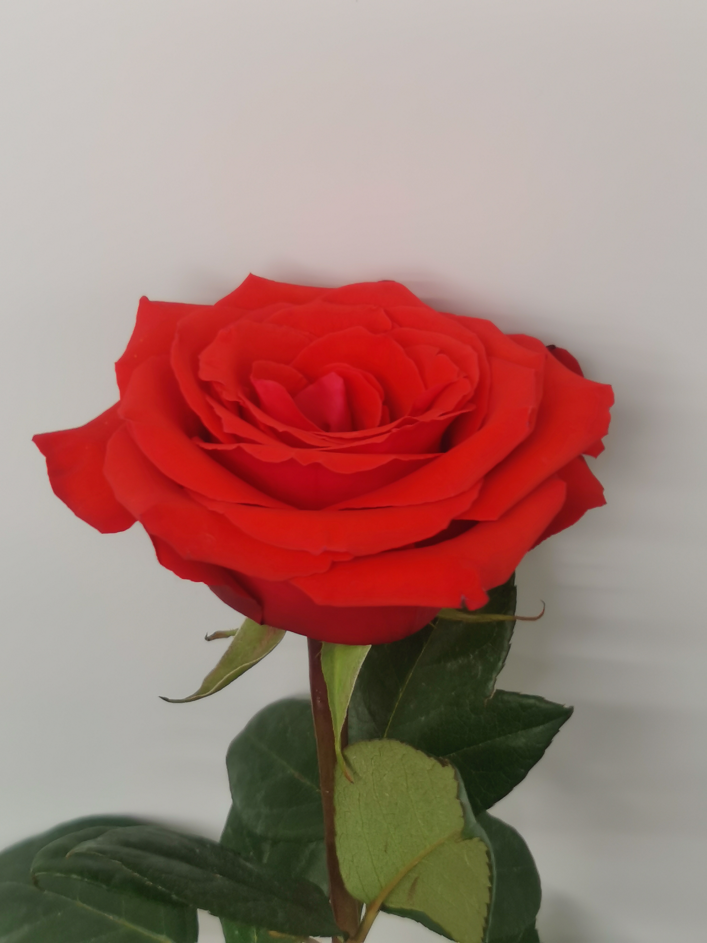 Купить розы поштучно недорого. Розы штучно картинка в домашних условиях.